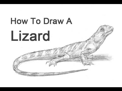 Sketch Of A Lizard Stock Illustration - Download Image Now - Animal, Animal  Body Part, Animal Eye - iStock