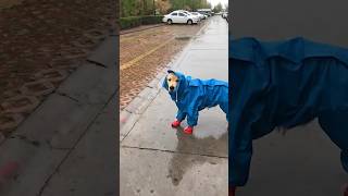 This Golden has the cutest raincoat and little shoes… 🌧❤️