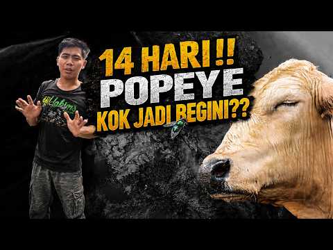 ZENI IS SHOCKED..!! POPEYE TURNED INTO THIS...