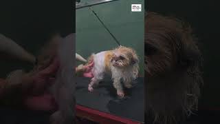 Candy's Grooming Journey 🐾 From Messy to Marvelous! | Little Angels Pet Clinic