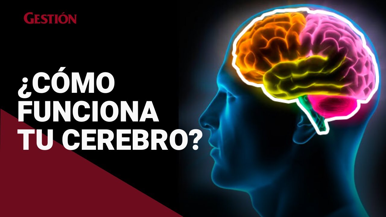 Cómo funciona el cerebro