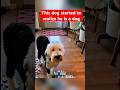 This dog started to realize he is a dog