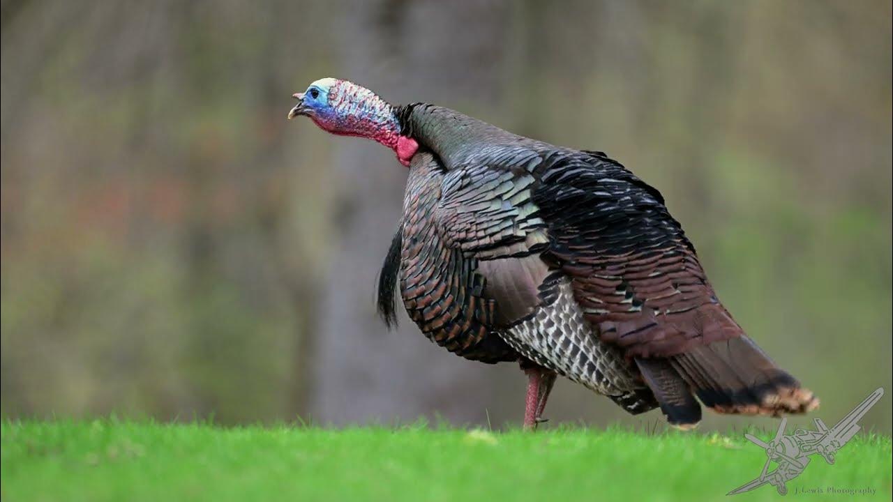 Michigan Wild Turkey YouTube