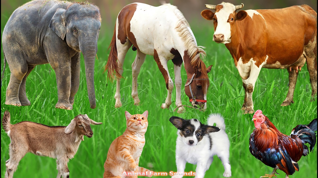 Cute Little Animal Sounds: Piglets, Chickens, Horses, Rabbits, Kittens, Puppies – Animal Sounds