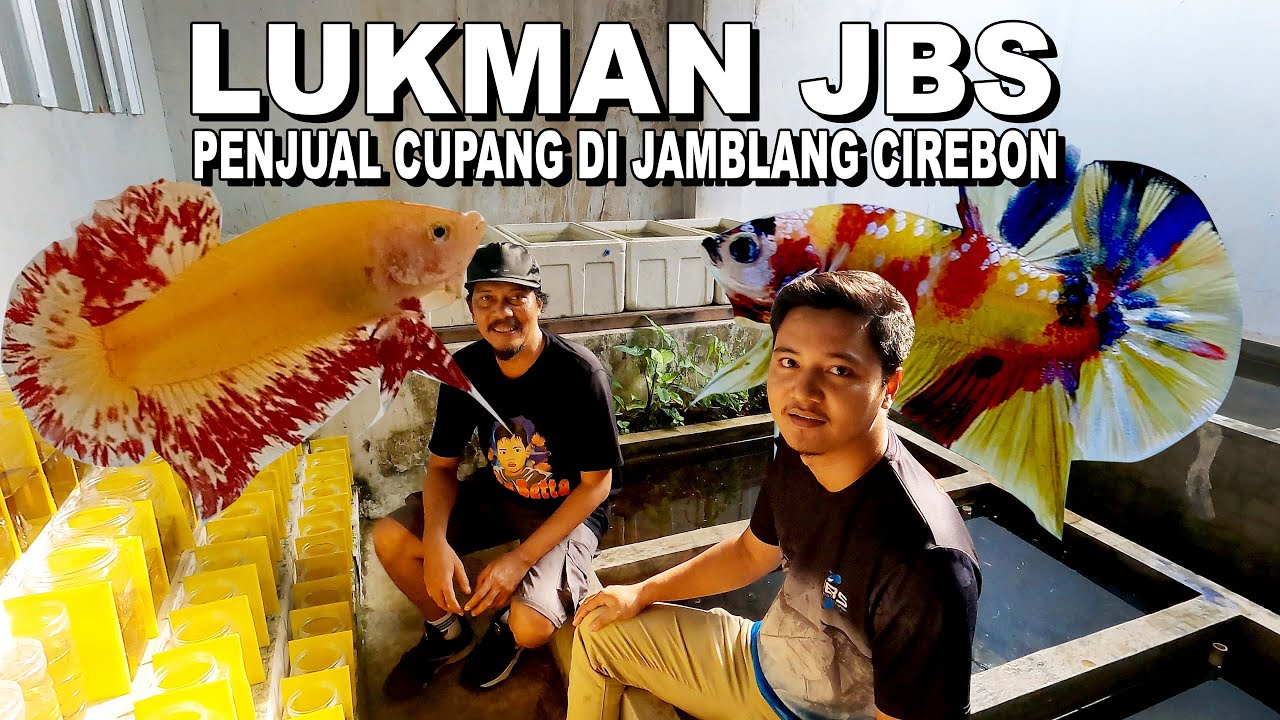 LUKMAN JBS  ALASAN MAS LUKMAN BELI CUPANG KE THAILAND