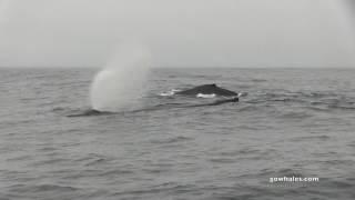 7/25/16 Leaping Dolphins, Blue Whales, Fin Whales & Humpbacks