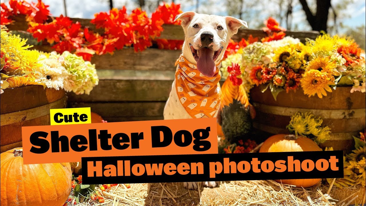 Wallpaper Dog pumpkin Halloween yellow leaves autumn 3840x2160 UHD 4K  Picture Image