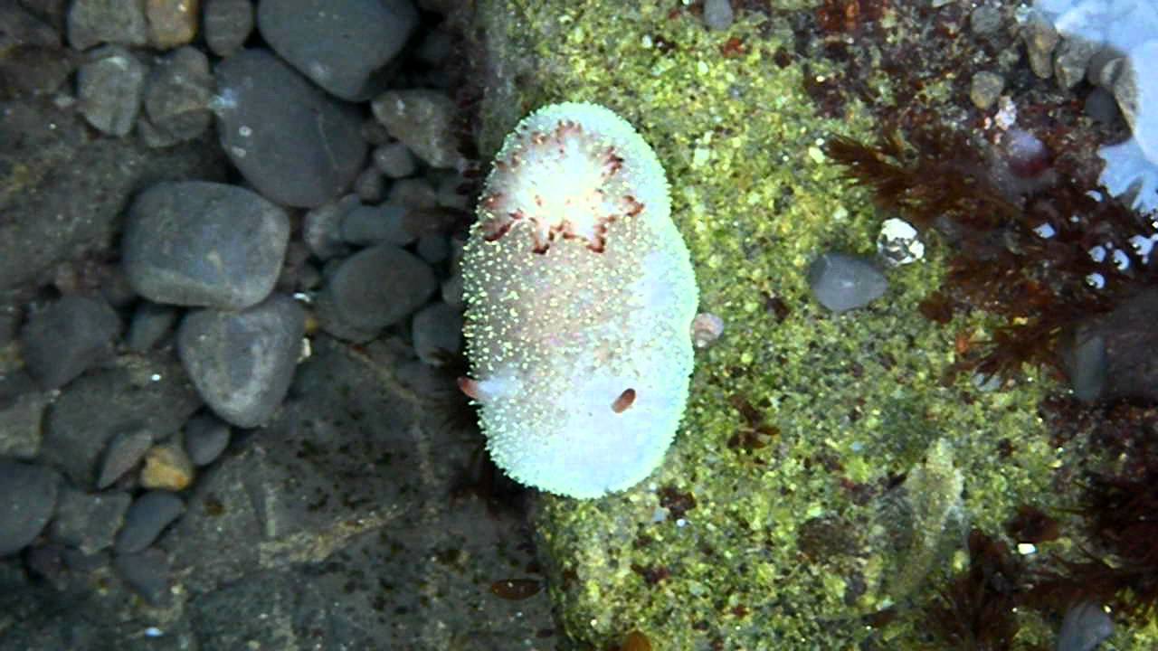 Wine Plumed Spiny Dorid (Acanthodoris nanaimoensis) and friend