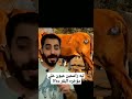 ليه راسمين عيون علي مؤخره البقر ده