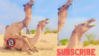 Camel mating #animals #wildlife 
