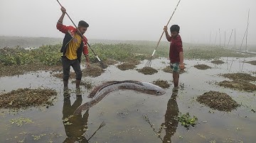 Unbelievable Toyota Fishing😮Best Big Big  Snakehead Fish  Hunting❤️Cross Bow Fishing.