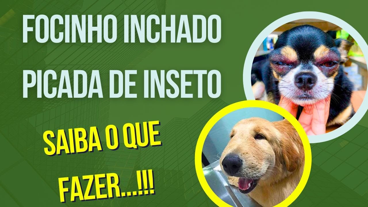 Picada de vespa em cachorro: o que fazer?