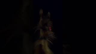Cavalgando em noite de Lua Cheia.# #sitio