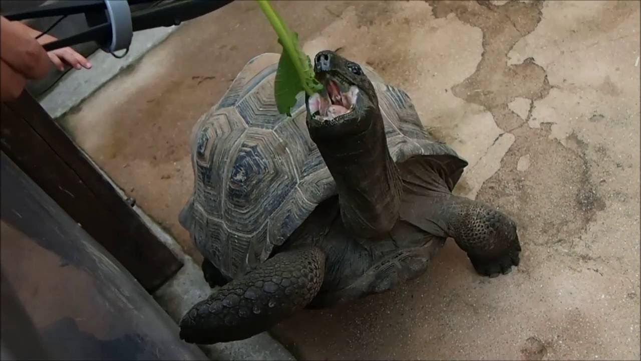 ゾウガメが餌をもらう Youtube ゾウガメが餌をもらう Youtube