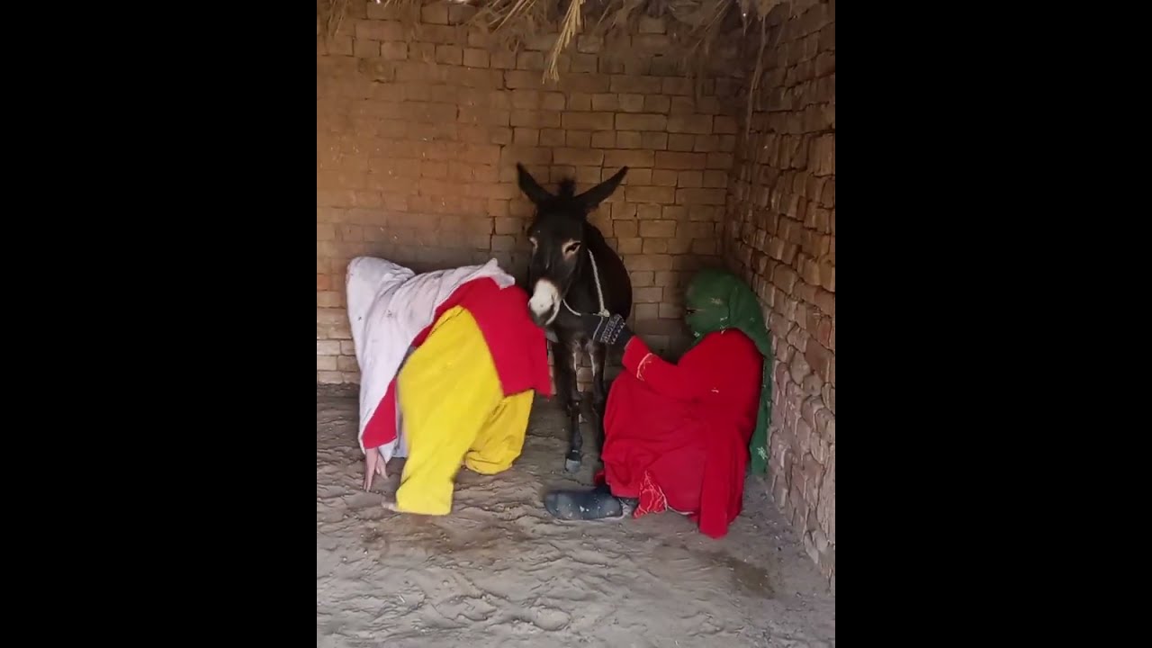 My funny 🤣😂 donkey donkeykong new trending subscribe 