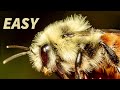 Insect Macro Photography Tutorial & Tips for Beginners