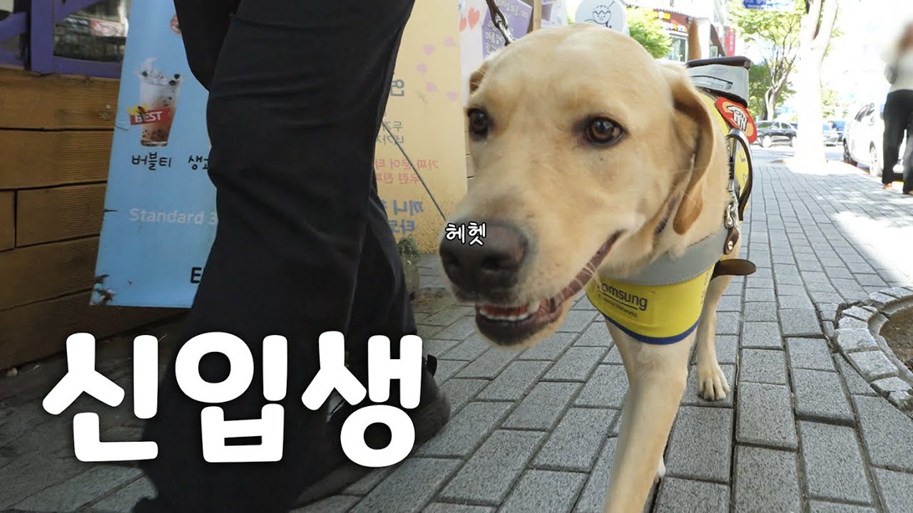 예비 안내견들은 어떤 훈련을 받을까?