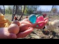 What happened to my chicken? Give birth to colorful eggs. Pearls, gems, diamonds, crystals