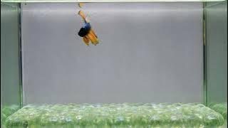 J88 Male Fancy Copper Mustard HM Premium Rare Collection from Thailand