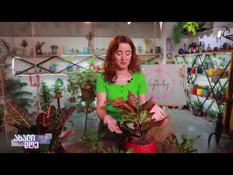 რუბრიკა „მცენარეების მეგობარი“ - კროტონის მოვლა - ანი არველაძის რჩევები