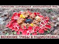 ❗«ИНОПЛАНЕТНЫЙ ГРИБ»👉САРКОСОМА ШАРОВИДНАЯ.🍄СТРОЧКИ, САРКОСЦИФА. Весенние грибы 2022 в Подмосковье