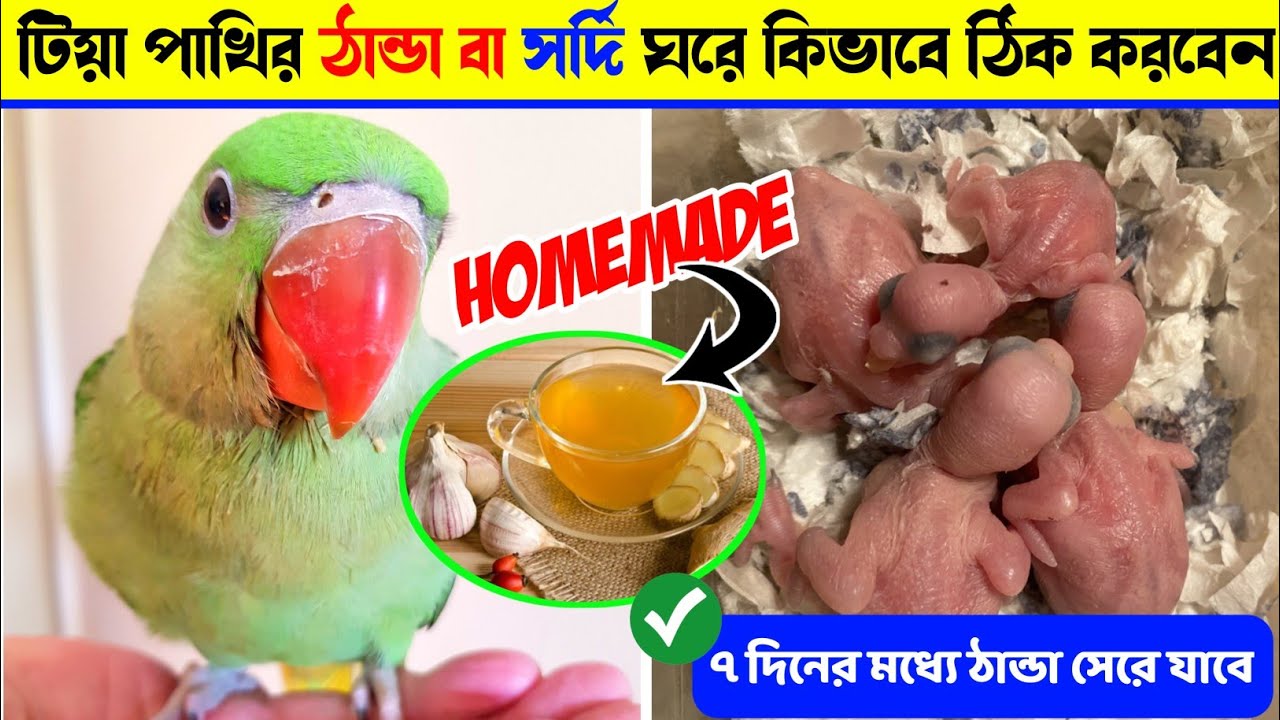 টিয়া পাখির ঠান্ডা লাগলে কিভাবে ঠিক করবেন || Birds Cold Problem and Medicine || Tiya pakhir Thanda