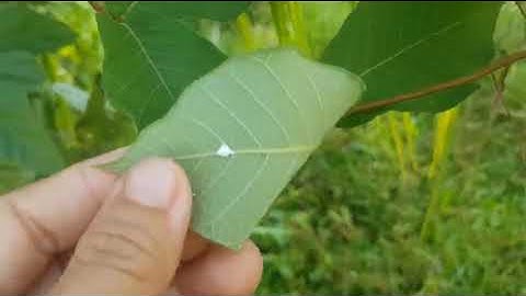 Công dụng của lá hà thủ ô