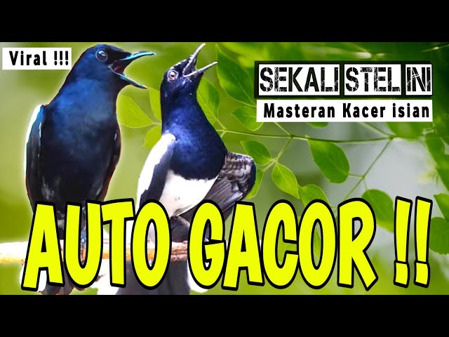 🔴VIRAL !! - SUARA BURUNG KACER GACOR ISIAN ‼️ MASTERAN KACER GACOR BUAT PANCINGAN - AUTO GACOR ‼️ class=