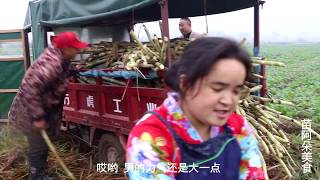 苗大姐砍甘蔗,人多力量大,边吃边砍,热死了