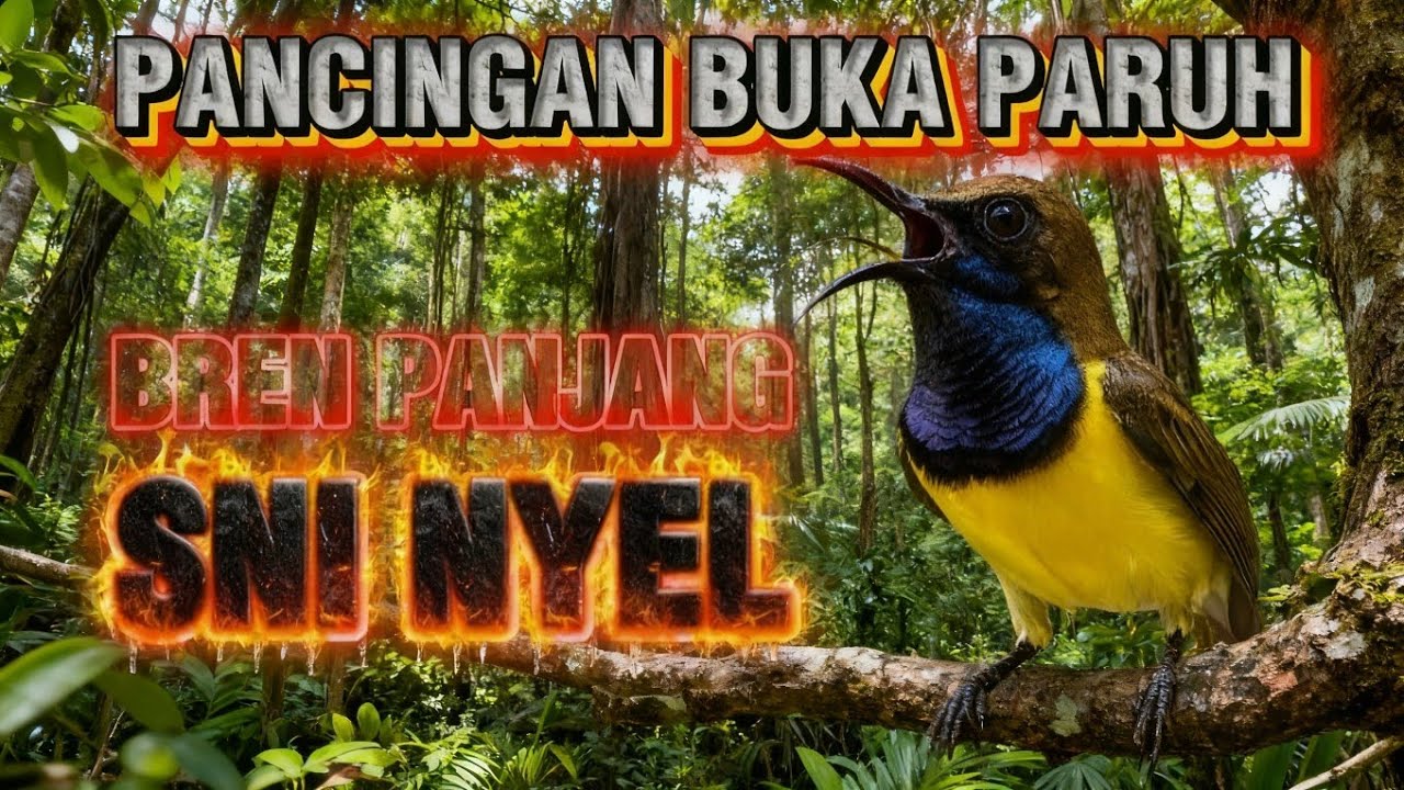 Bren SNI ‼️ Pancingan bunyi sogon ngebren auto emosi tarung melonjak #sogonmania 