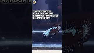Blue samurai plakat Offer sale💥🚨|Limited stock update 🚨😱 🐟 plakat update🚨|online delivery available🐟