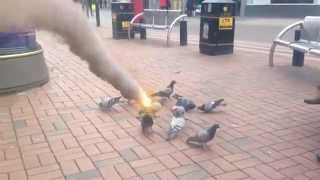 Markus Feehily - Fear of birds Maybe a bit over the top.mp4