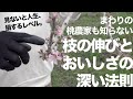 【超・有料級】桃の樹勢とおいしさの法則 -プロ歴10年の専業農家が感動（←僕）-