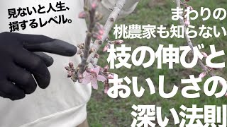 【超・有料級】桃の樹勢とおいしさの法則 -プロ歴10年の専業農家が感動（←僕）-