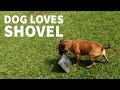 Dog loves shovel