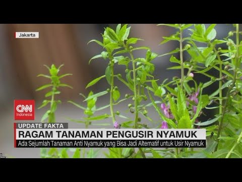 Video: Cara Menggunakan Tumbuhan untuk Menjauhkan Nyamuk: 12 Langkah