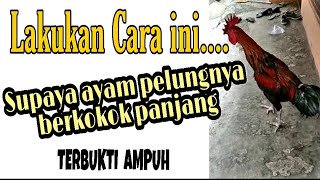 CARA AMPUH SUPAYA AYAM PELUNG BERKOKOK PANJANG | hasil pengalaman berternak