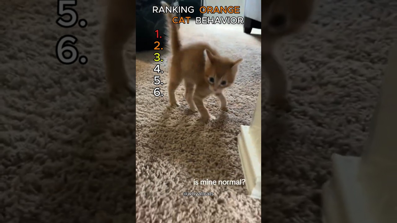 Ranking Orange Cat Behavior 😺