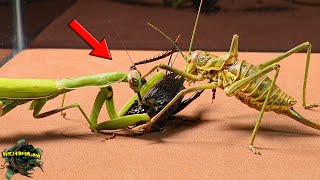 Praying MANTIS Meets The 2 TOUGHEST CRICKETS -【Live Feeding】