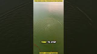 How She Pulled a Net Full of Surprise! #shortvideo #trending #shorts