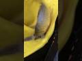 China gulfam fish #shorts