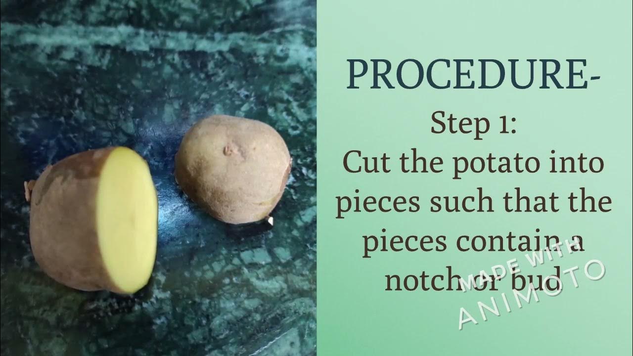 Vegetative Propagation in Potato YouTube