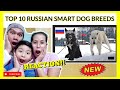 FILIPINO REACTION : Top10 Russian Dog Breed