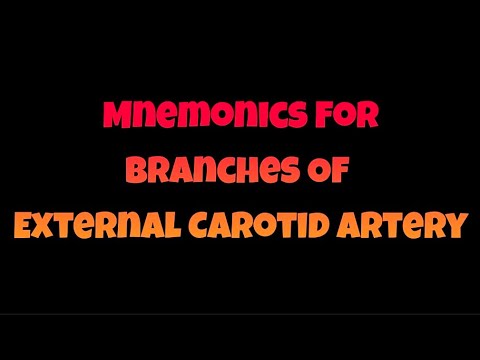 MNEMONIC For Branches of external carotid Artery ( Human Anatomy) for ...