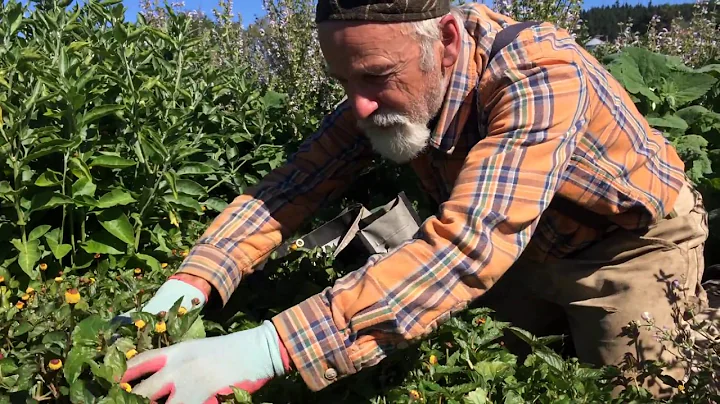 How to Harvest Spilanthes with Michael Pilarski "S...