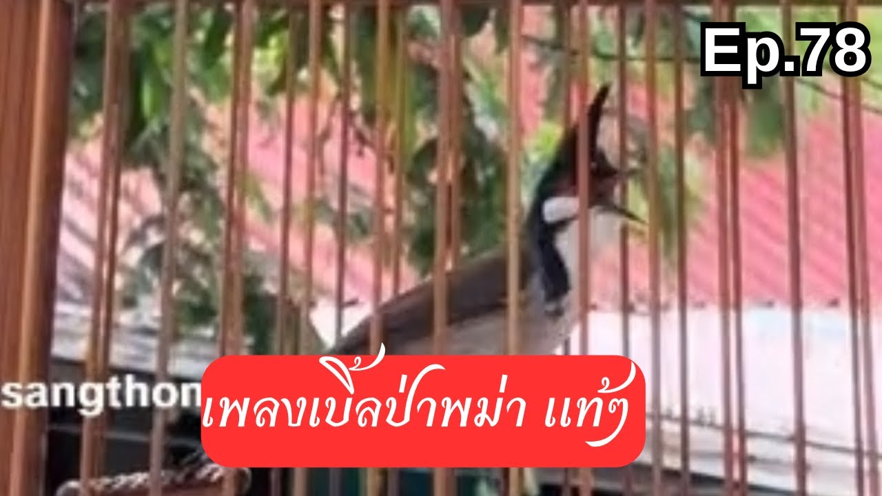 นกพม่าเบิ้ลอาชีพ เพลงป่าพม่าผสมแม่บท #สอนนกหัดเบิ้ล EP.78