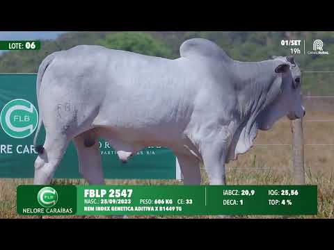 Lote 06   FBLP 2547