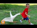 Funny goose chasing babies compilation  just funniest