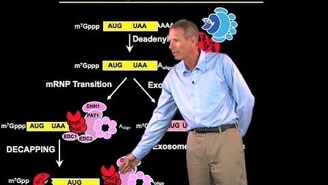 mRNA degradation - Roy Parker (Boulder/HHMI)