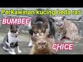 Perkawinan kucing beda ras //bumbbe vs chice